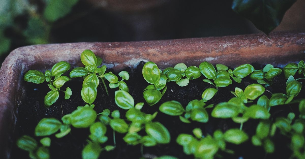 Mini-Kräutergarten mit wenig Platz: Clevere Ideen für Balkon, Fensterbank & Küche