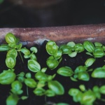Mini-Kräutergarten mit wenig Platz: Clevere Ideen für Balkon, Fensterbank & Küche